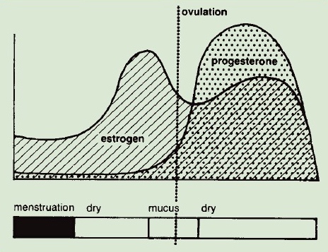 State of Wonder–Part 3: Wondering about menstrual cycle misconceptions in a fictionalized theory for extended fertility